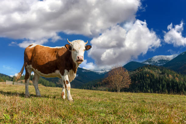 istock Brown cow on pasture in mountains 1183887894