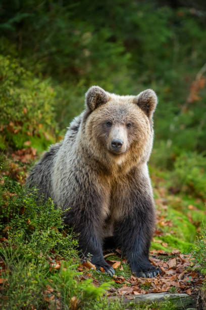 istock Brown bear in autumn forest 1183887899