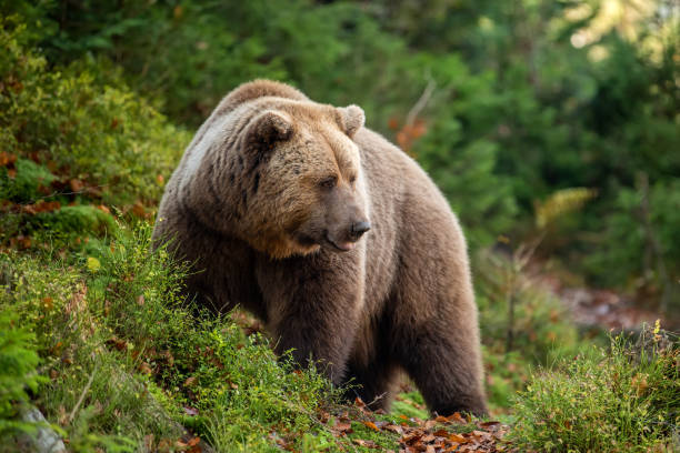 istock Brown bear in autumn forest 1183887908