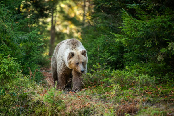 istock Brown bear in autumn forest 1183887946
