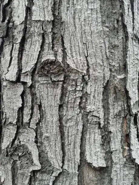 Close-up of tree bark, wooden texture