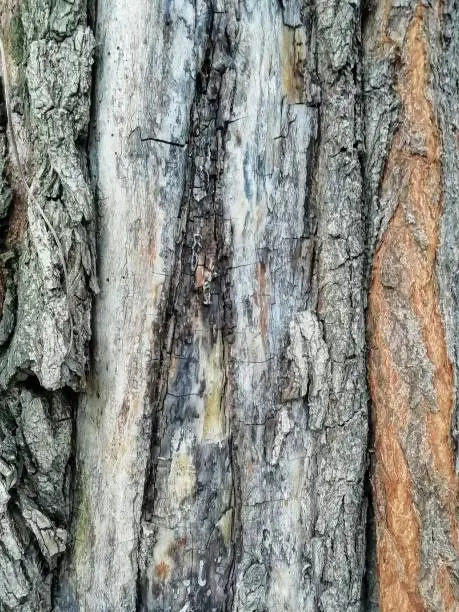 Close-up of tree bark, wooden texture