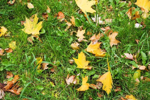 istock Fallen yellow maple leaves on green grass lawn. 1183889156