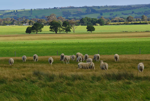 Relaxed sheep in green pasture, Buckland Valley