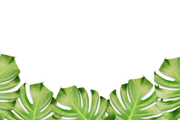 istock monstera jungle leaves plant on white background 1183889815