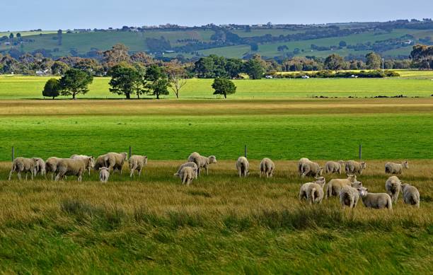 istock Sheep grazing on green meadow 1183889918