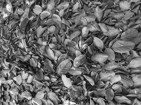 Black and white texture of leaves on the ground.