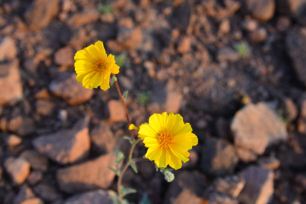 Closeup of a group of yellow Englemann Daisies in a flower bed
