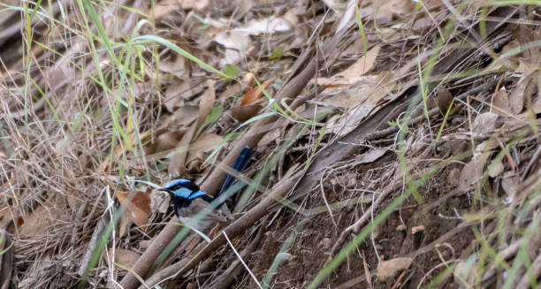 istock Blue Fairy Wren 1183892840