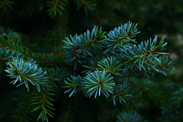 istock Blue Spruce Branch in the Forest 1183894302