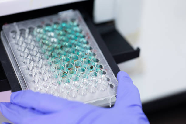 istock Study of fish blood composition with 96 wells microplate for laboratory testing. 1183894422