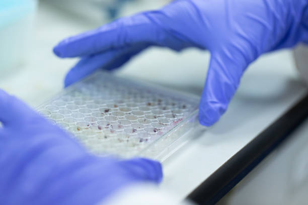 istock Study of fish blood composition with 96 wells microplate for laboratory testing. 1183894477