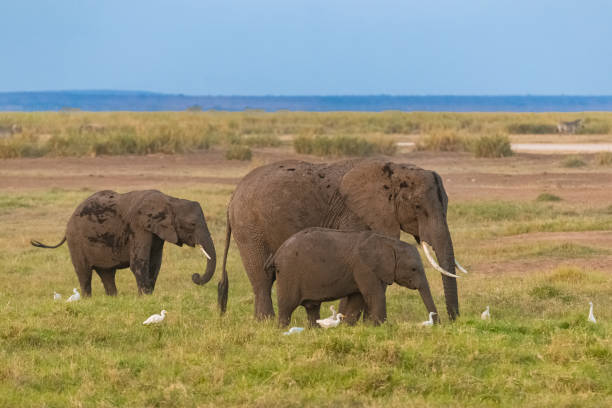istock Two elephants in the savannah 1183894536
