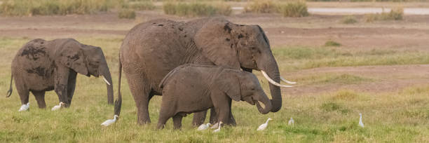 istock Two elephants in the savannah 1183894549