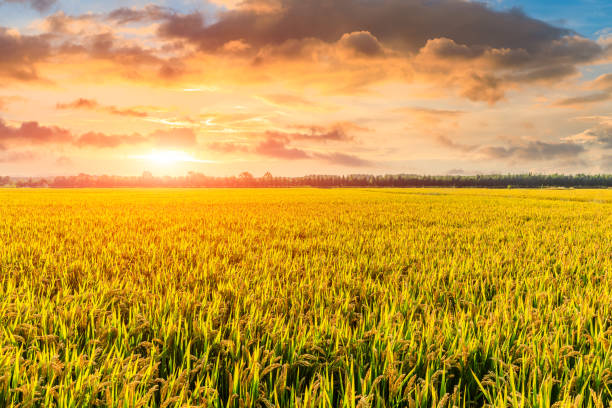 istock Yellow paddy field and beautiful sky at sunset 1183894617