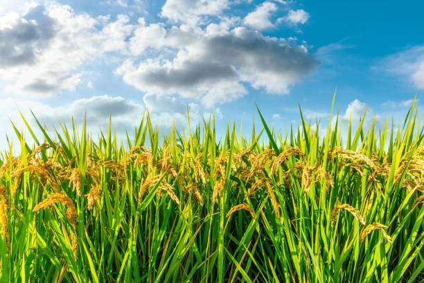istock Ripe rice and beautiful sky in daylight 1183894620