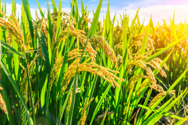 istock Ripe rice and beautiful sky at sunset 1183895458