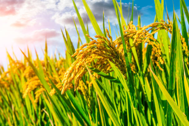 istock Ripe rice and beautiful sky at sunset 1183895638