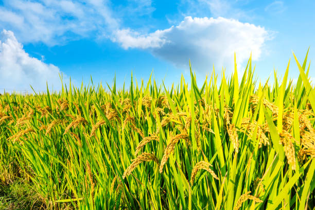 istock Ripe rice and beautiful sky in daylight 1183895781