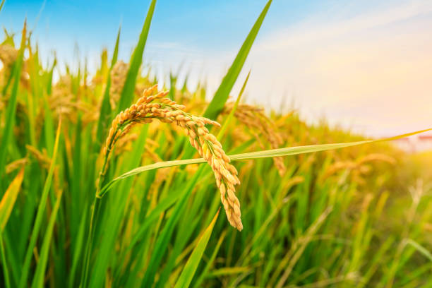 istock Ripe rice and beautiful sky at sunset 1183895981