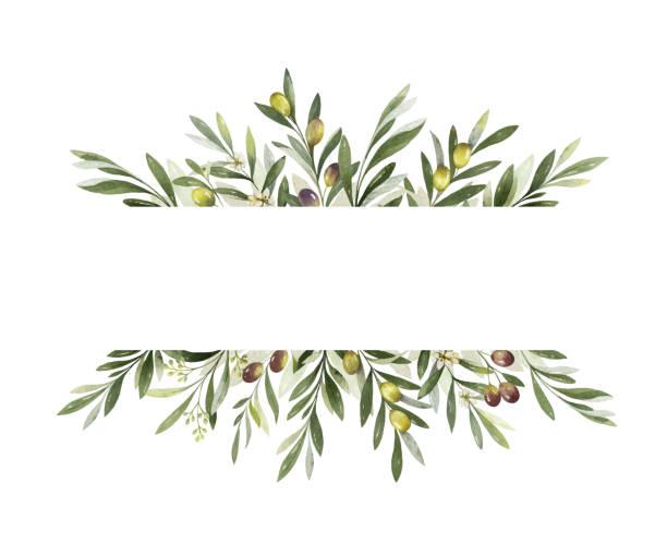 ilustraciones, imágenes clip art, dibujos animados e iconos de stock de bandera vectorial de acuarela de ramas y hojas de olivo. - olive branch
