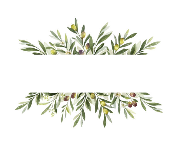 illustrazioni stock, clip art, cartoni animati e icone di tendenza di banner vettoriale ad acquerello di rami e foglie di ulivo. - olive branch