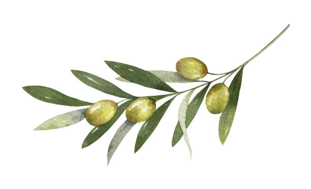ilustraciones, imágenes clip art, dibujos animados e iconos de stock de rama de olivo vectorial de acuarela con hojas y frutos. - olive branch