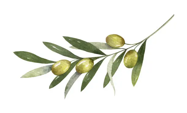 Vector illustration of Watercolor vector olive branch with leaves and fruits.