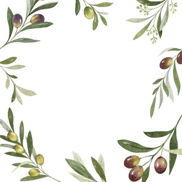 ilustraciones, imágenes clip art, dibujos animados e iconos de stock de marco vectorial de acuarela de ramas y hojas de olivo. - illustration technique leaf evergreen tree wedding