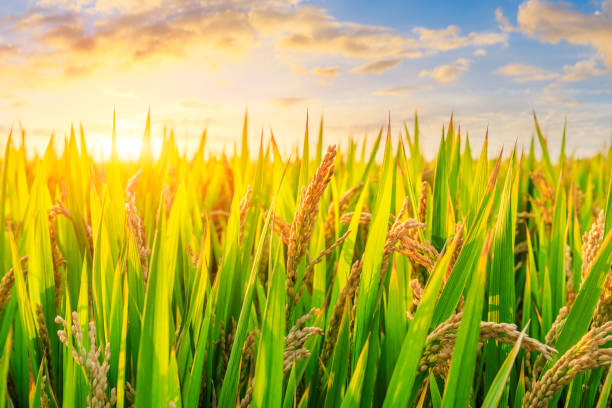 istock Ripe rice and beautiful sky at sunset 1183896243