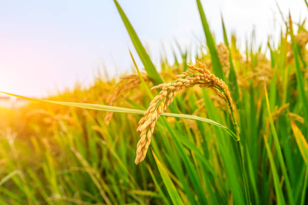 Ripe rice and beautiful sky in daylight