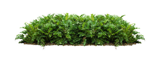 istock tropical green plant bush tree  isolated with clipping path on white background 1183896299