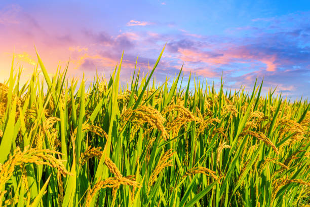 istock Ripe rice and beautiful sky at sunset 1183896327