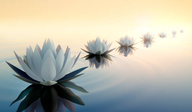 Row of lotus flower in the sunset Row of white lotus flower or waterlily in calm sea with sunset or sunrise lotus water lily photos stock pictures, royalty-free photos & images