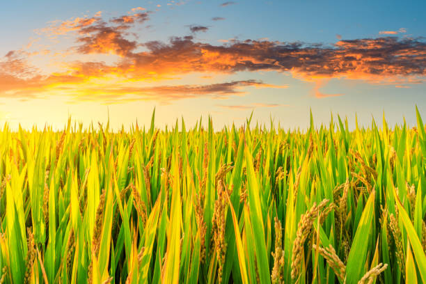 istock Ripe rice and beautiful sky at sunset 1183896372