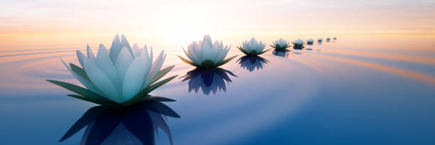 ligne de fleur de lotus dans le coucher du soleil - lily pad bloom photos et images de collection