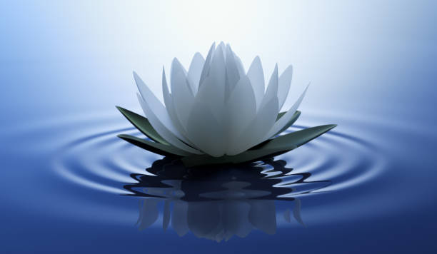 istock White lotus flower 1183897876