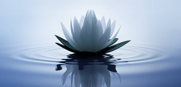 white lotus flower - water lotus imagens e fotografias de stock