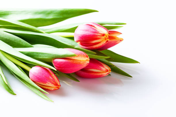 istock Spring floral background. Pink tulip flowers. 1183897898