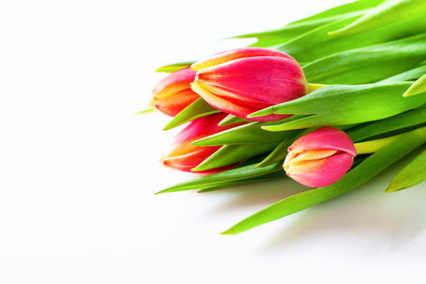 istock Spring floral background. Pink tulip flowers. 1183897928