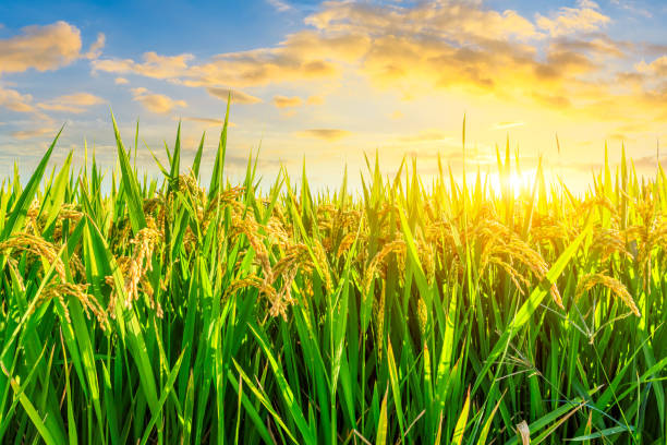 istock Ripe rice and beautiful sky at sunset 1183897974