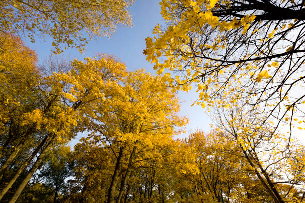 istock autumn landscape with tall trees 1183898140