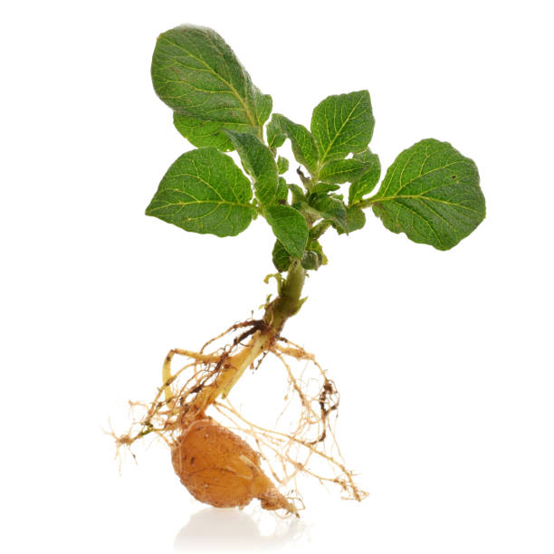 istock Potato plant with root and leaves isolated on white 1183898301