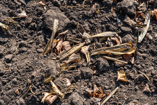 istock Cultivated soil on field 1183898409