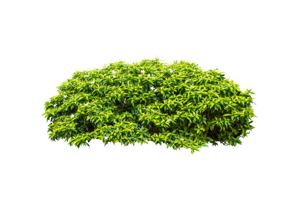 istock tropical plant bush tree isolated include clipping path on white background 1183898526
