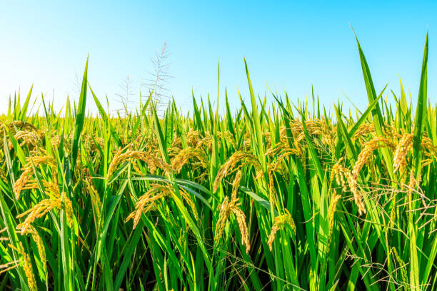 istock Ripe rice and beautiful sky in daylight 1183898671