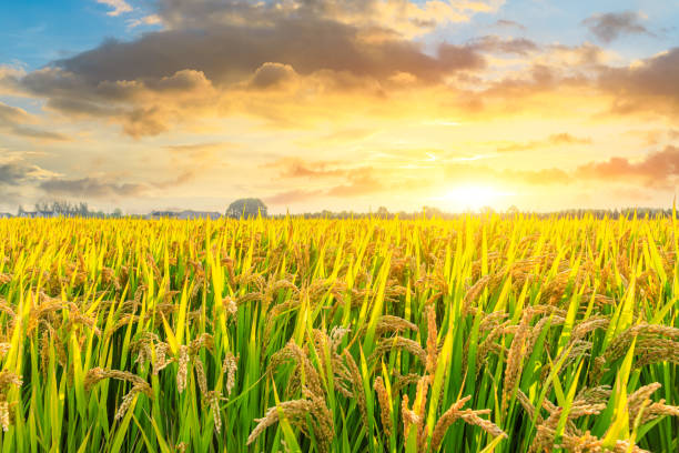 istock Yellow paddy field and beautiful sky at sunset 1183898754