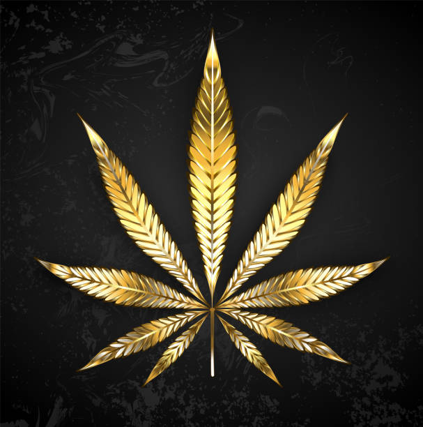 ilustrações, clipart, desenhos animados e ícones de cannabis da folha de ouro - marijuana plant