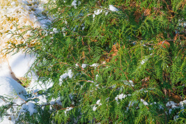 Green branches of evergreen tree thuja Chinese or Eastern Platycladus orientalis,cypress tree with pieces of snow and ice in winter, Green branches of evergreen tree thuja Chinese or Eastern Platycladus orientalis, cypress tree with pieces of snow and ice in winter, close-up, selective focus platycladus orientalis stock pictures, royalty-free photos & images