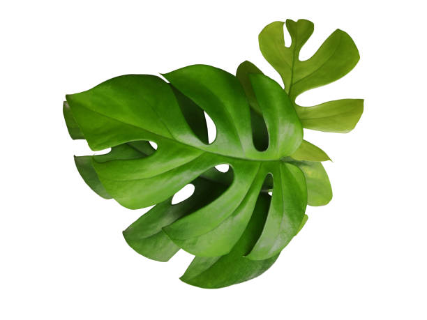 istock Green Monstera Leaves aka Swiss Cheese Plant isolated include clipping path on white background 1183899455